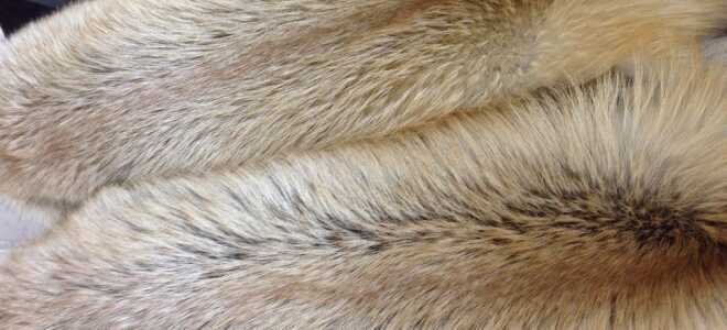 Окрашивание меха в домашних условиях