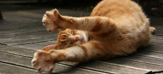 Как отучить кошку царапать обои и мебель