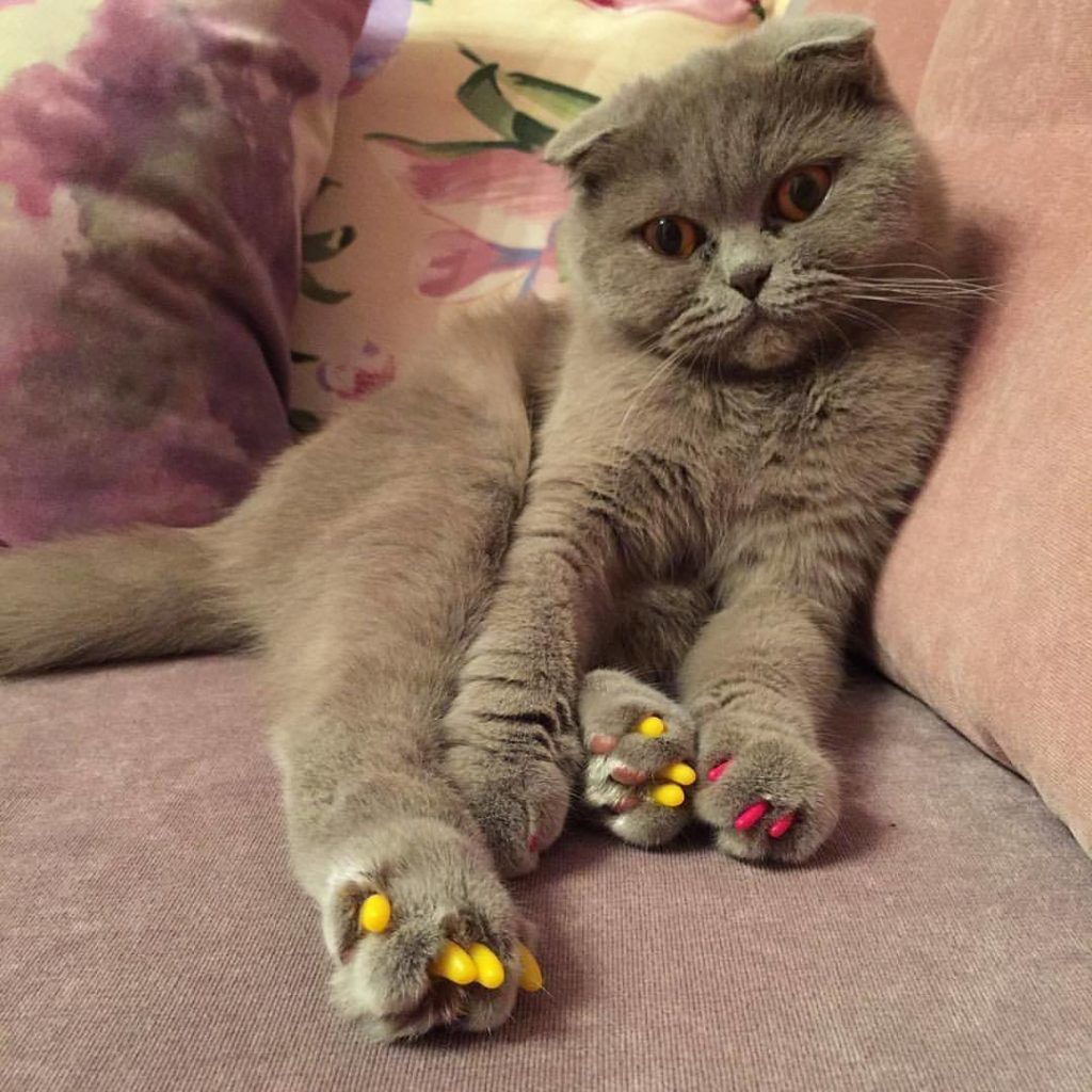 антицарапки для кота