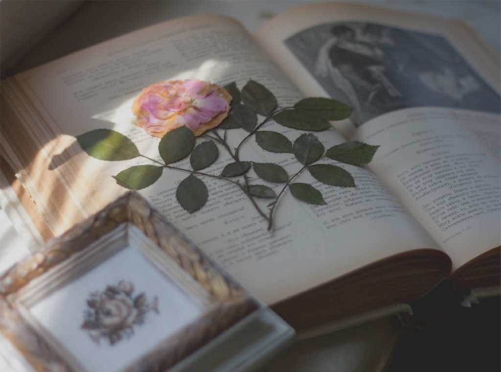 цветок в книге