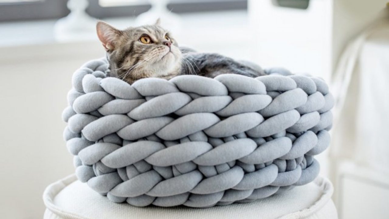 Кошка будет 