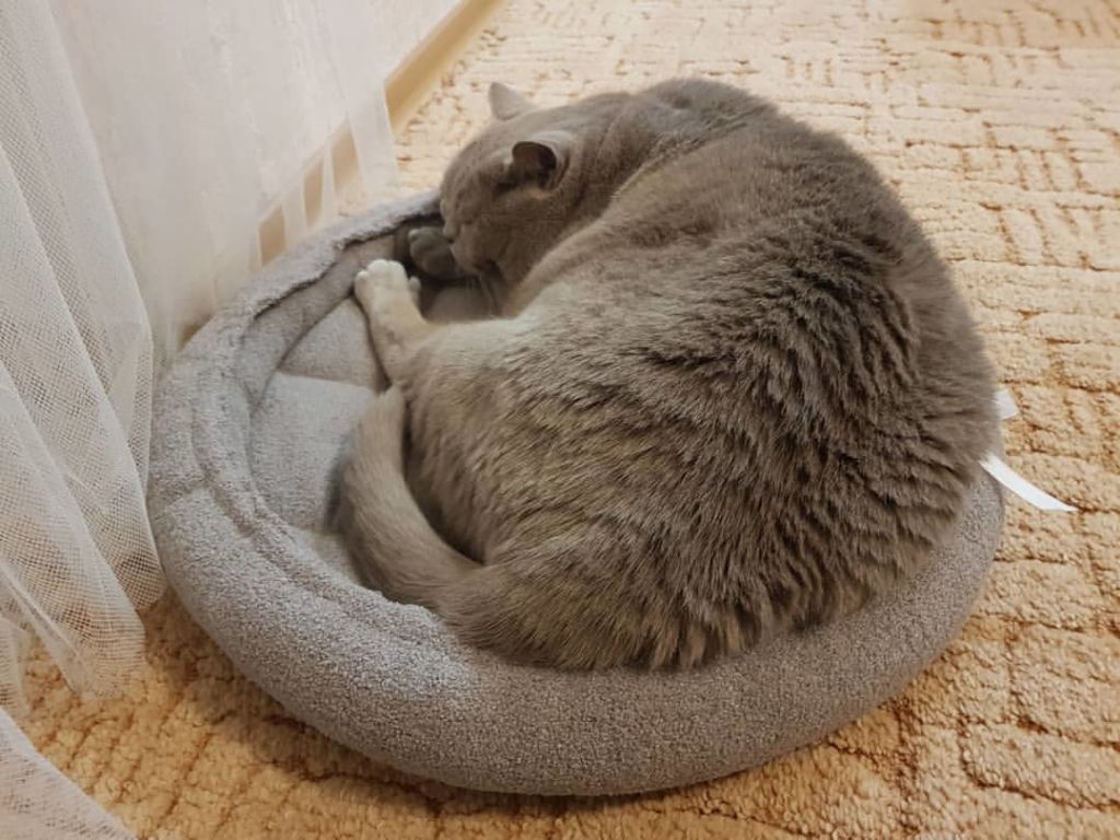 лежанка