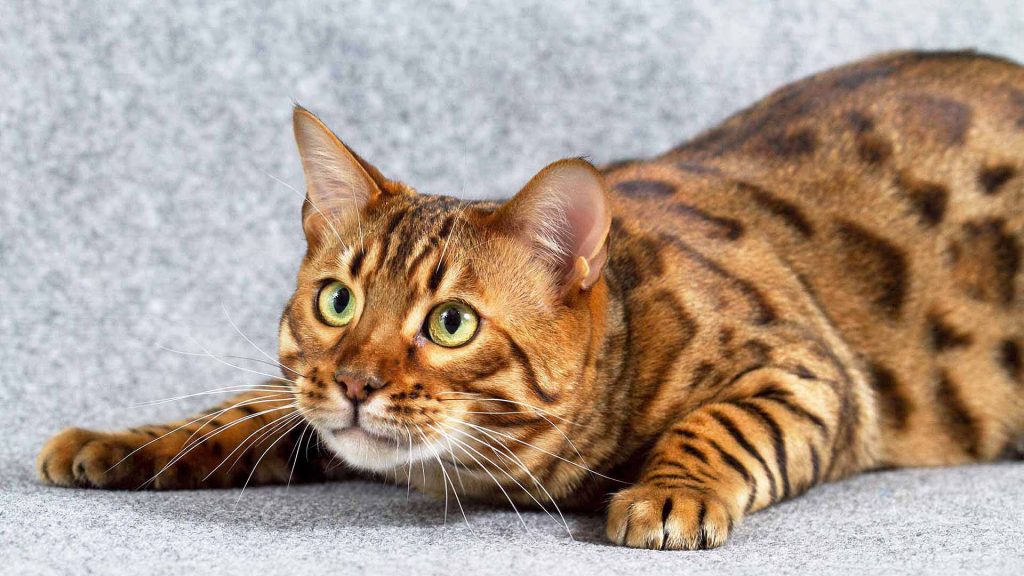 характер кошки