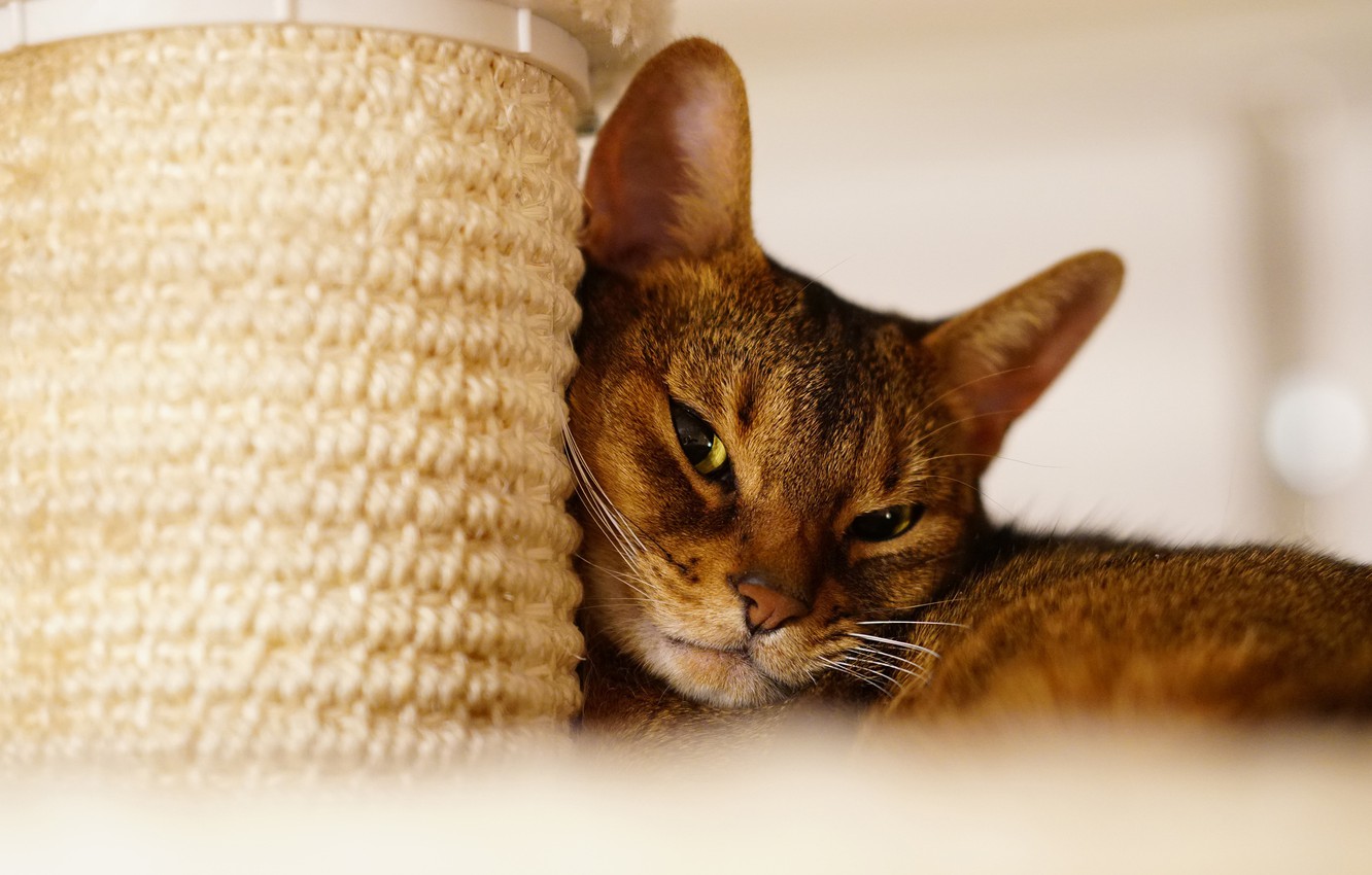 Маленьких котят 