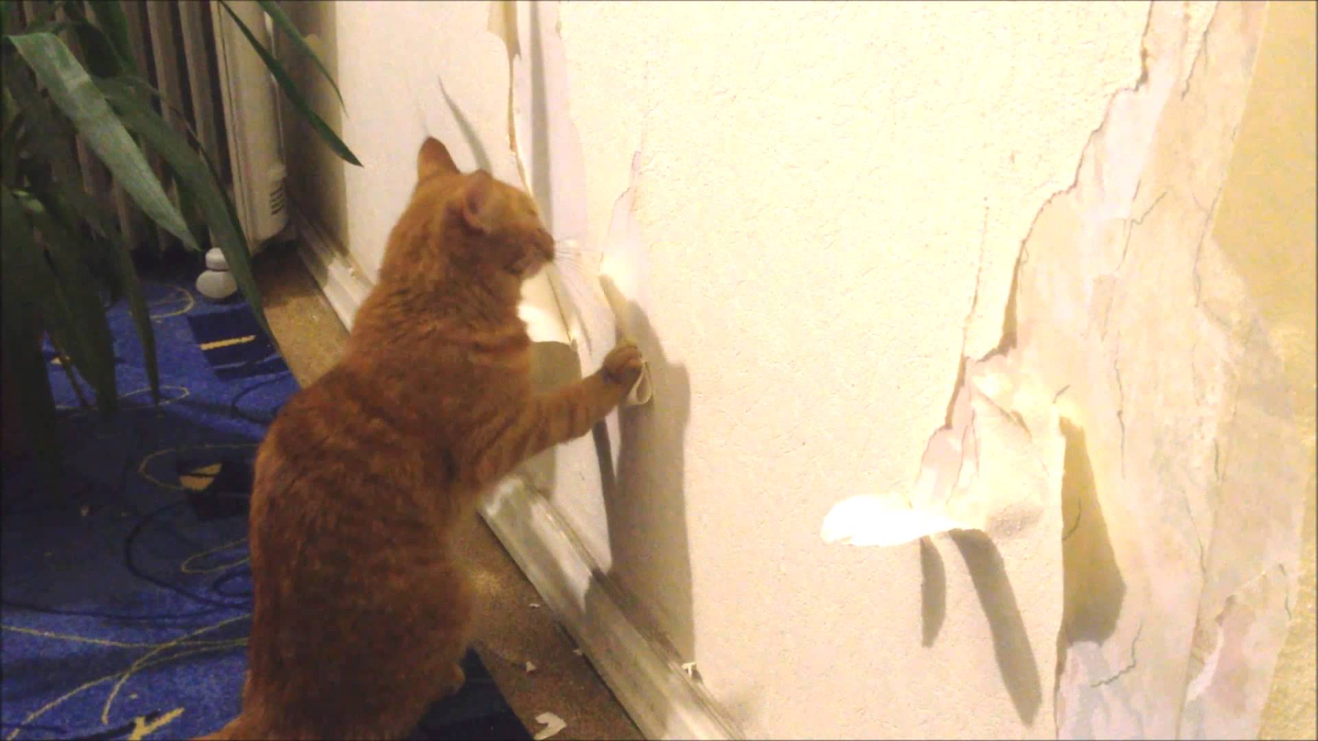 отучить кота драть
