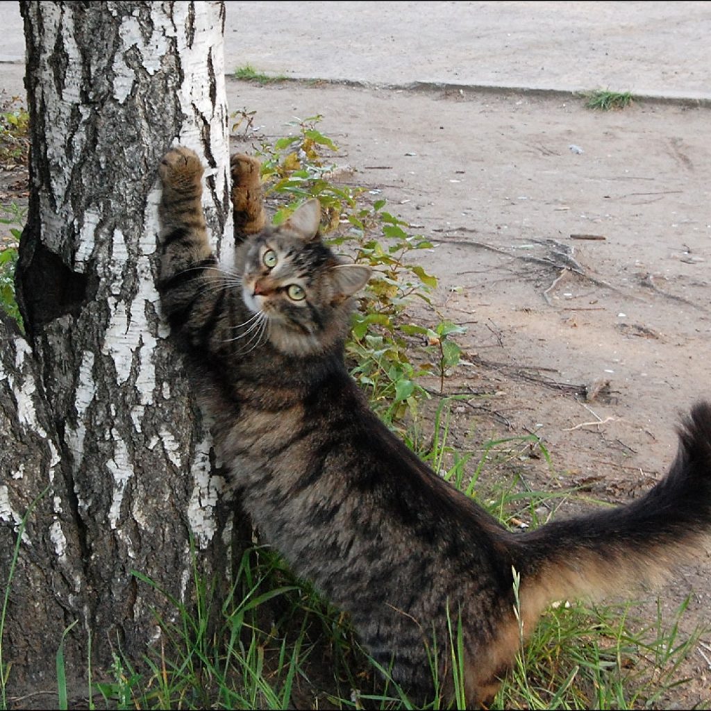 кошки точат когти