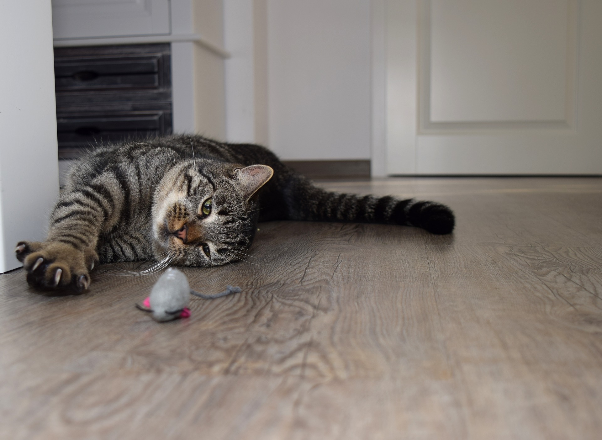 Любите кота