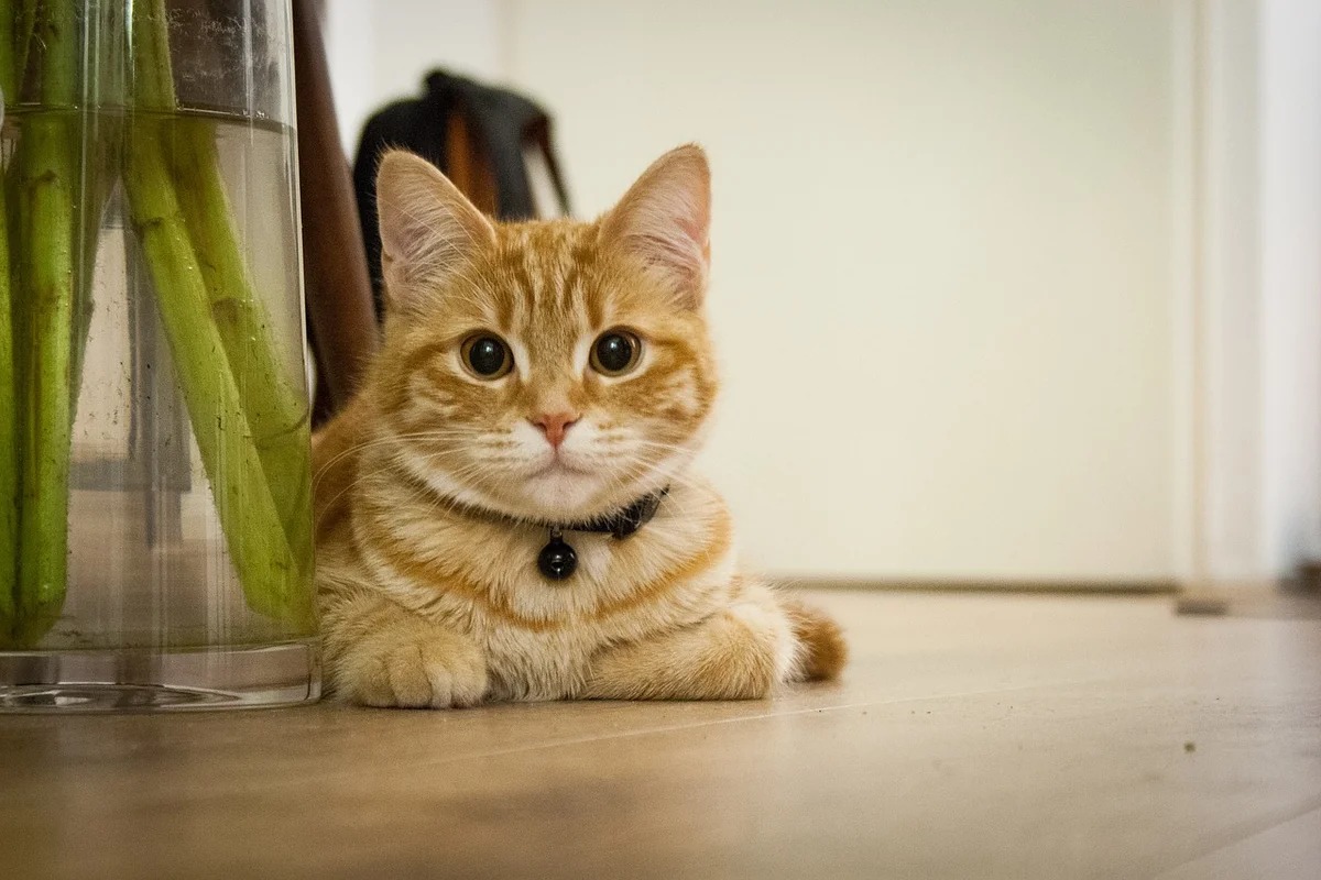 кот в доме
