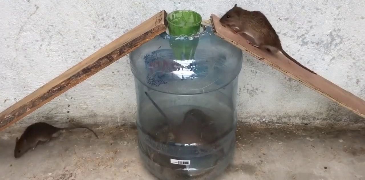 ловушка из большой бутылки