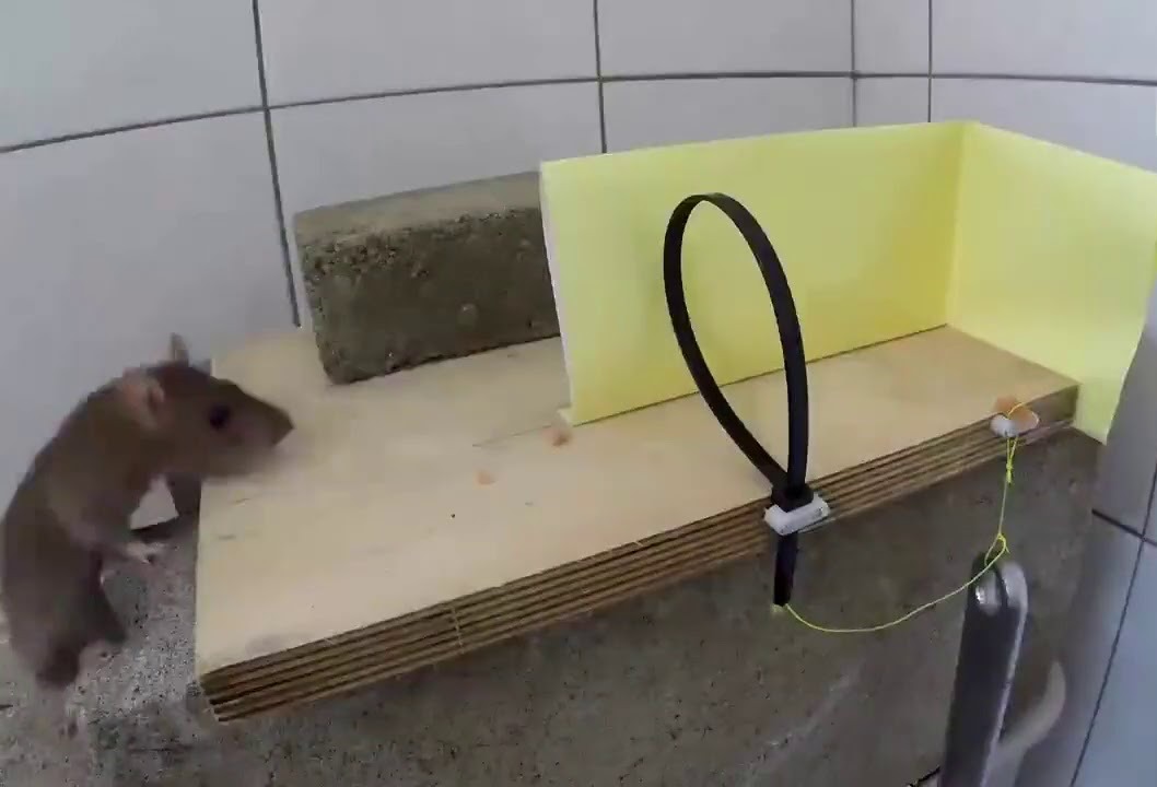 ловушка петля