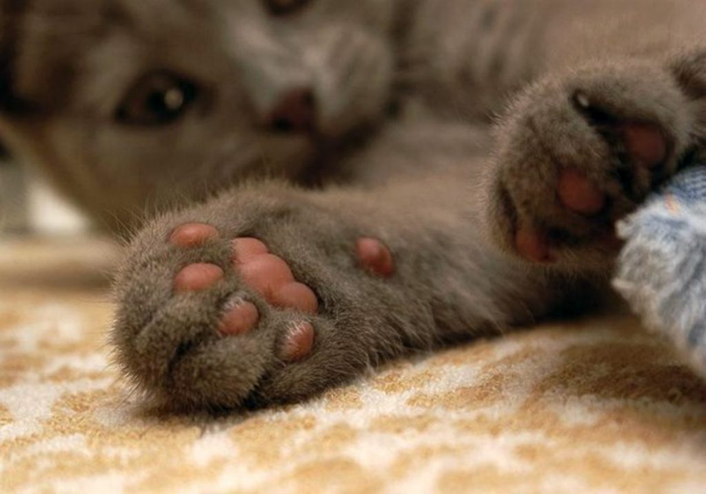 мягкие лапки у кота