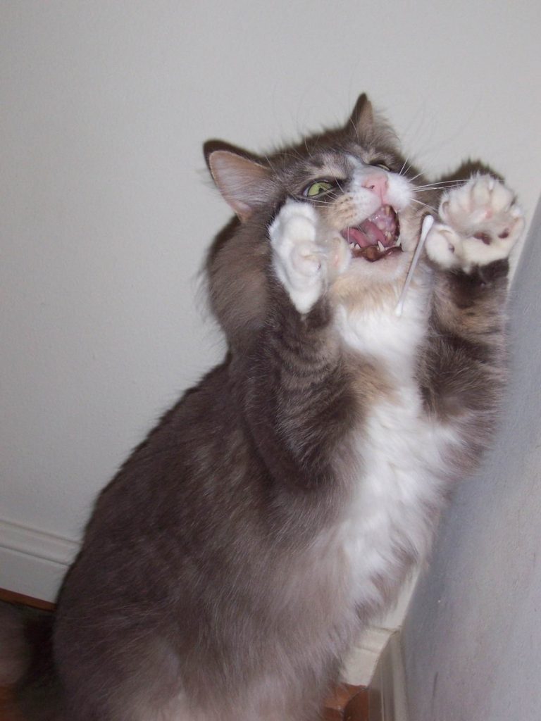 напугать кота звуком