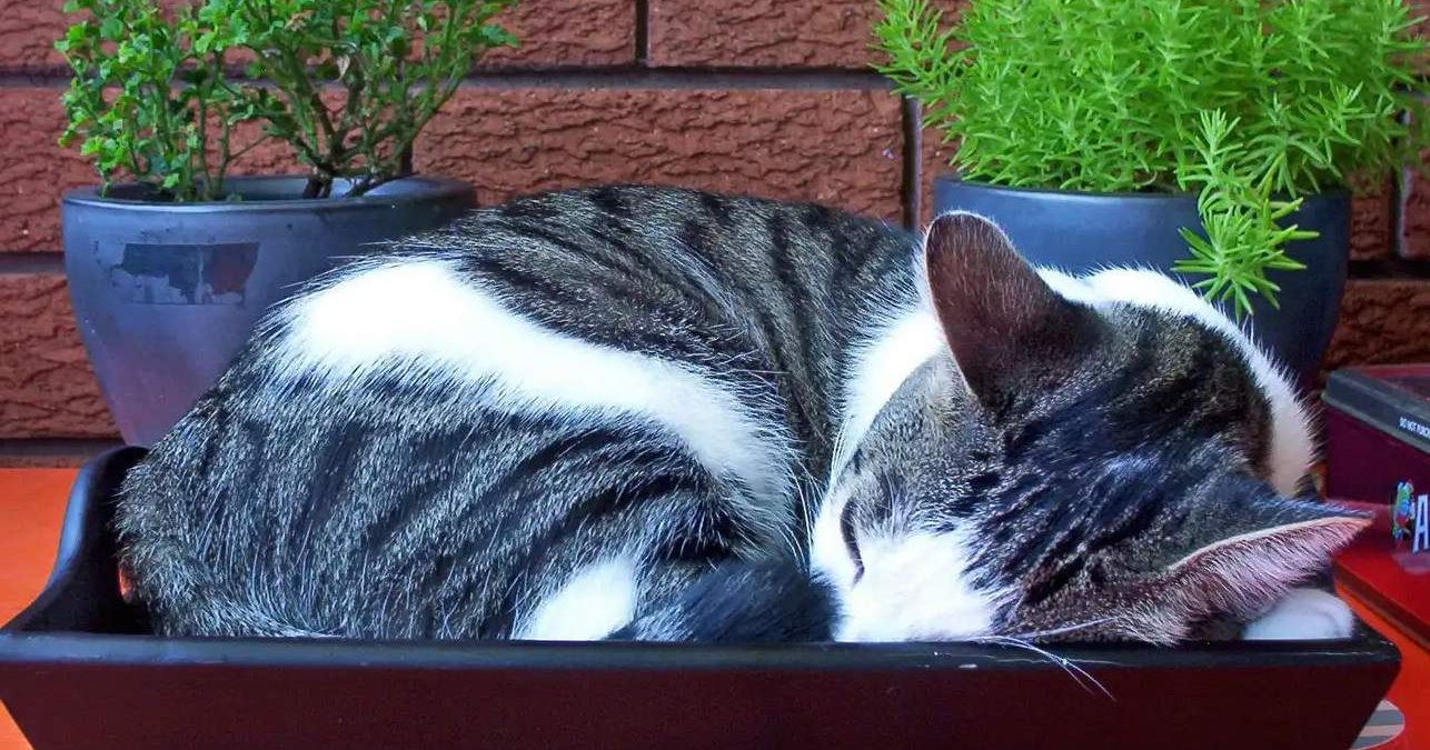 Милые котики