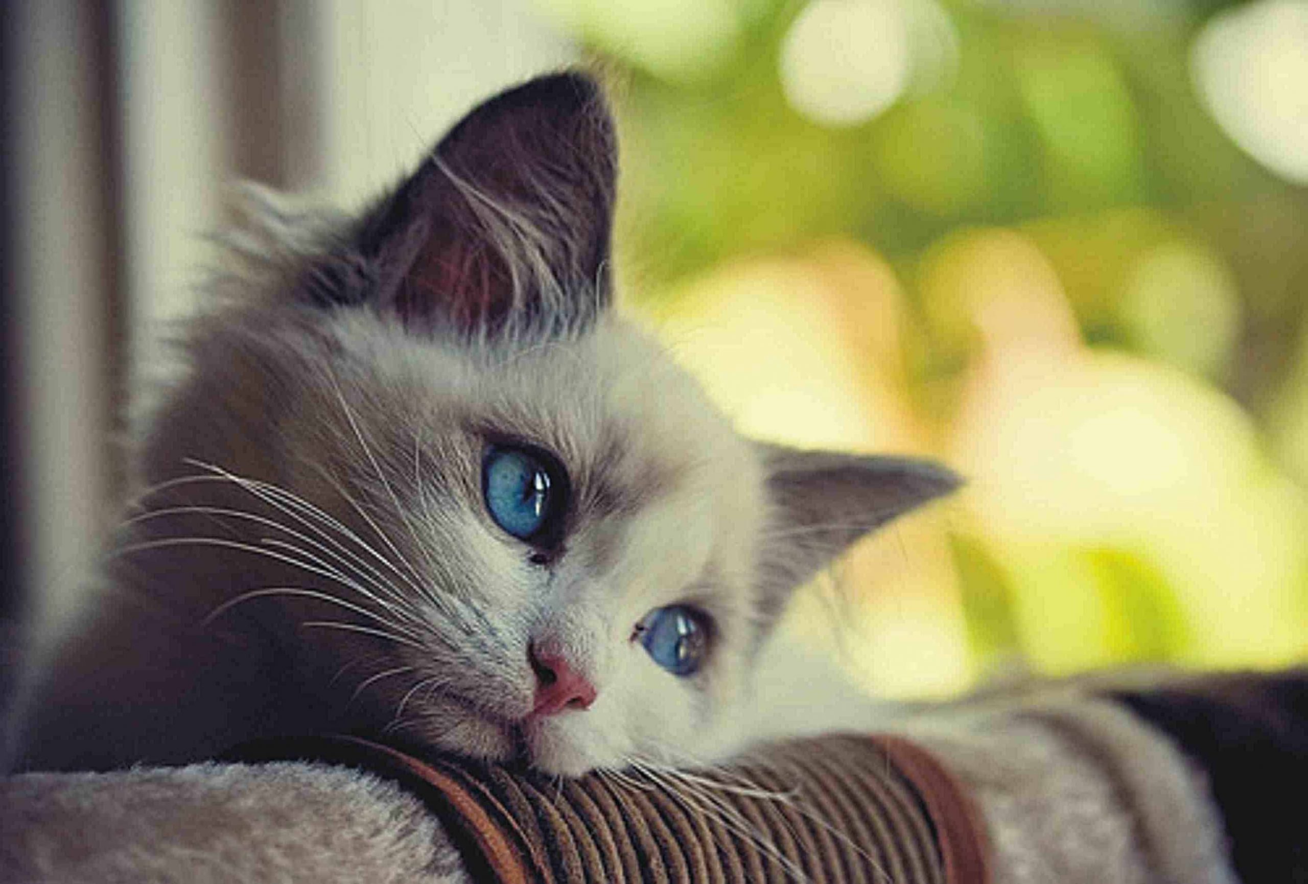 Котик