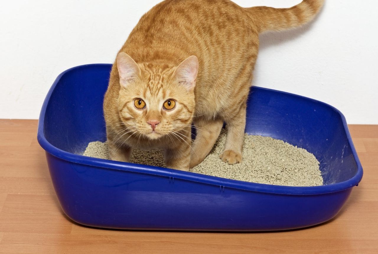 коты ходят гадить в туалет