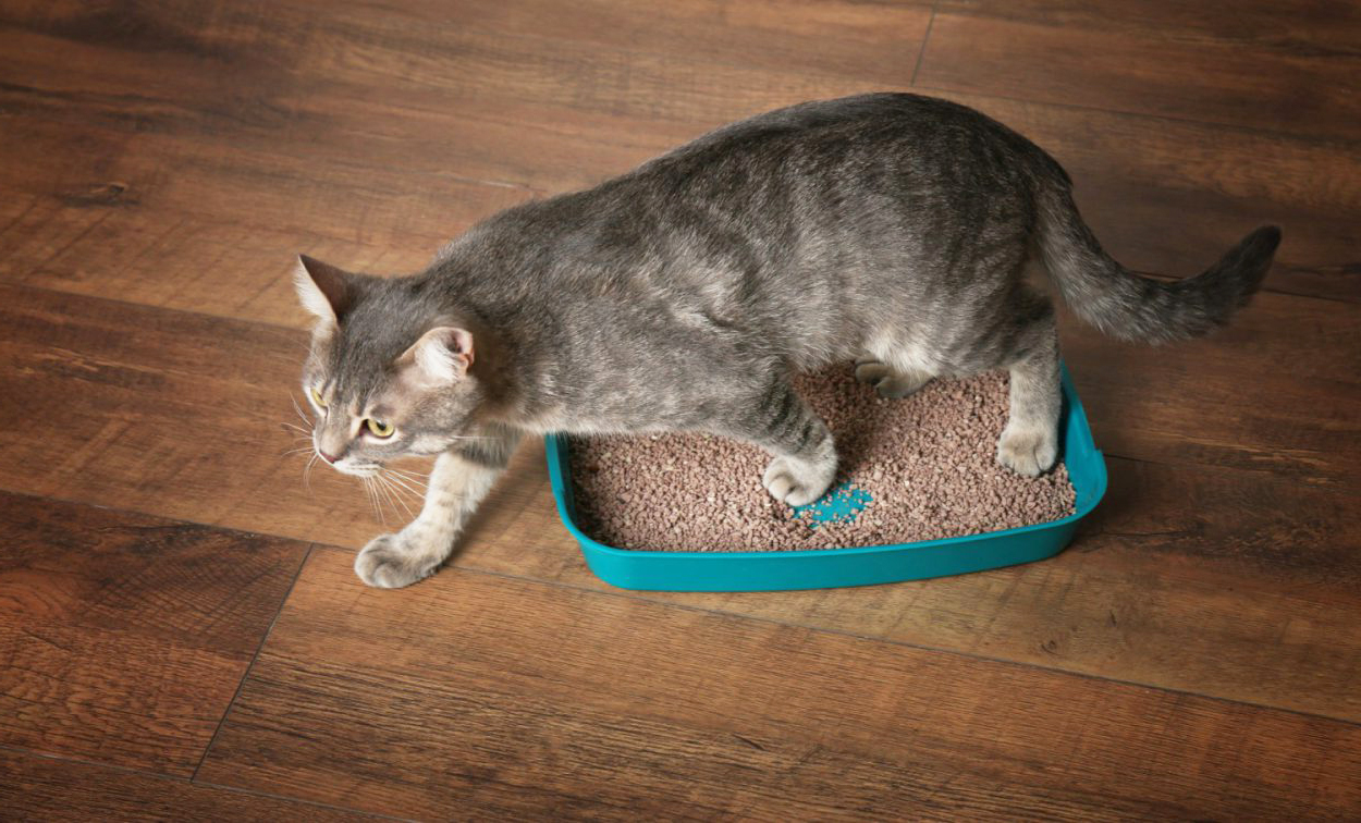 Отучить кота гадить 