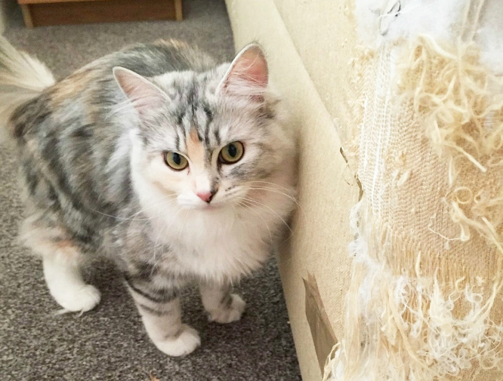 отвлечь кота от мебели голосом